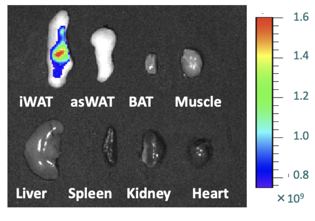 fluorescence imaging of organs 72 hr post injection.
